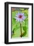 Water Lilly I-Jan Michael Ringlever-Framed Art Print