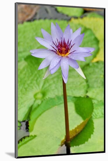 Water Lilly I-Jan Michael Ringlever-Mounted Art Print