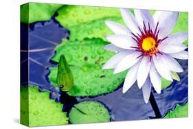 Water Lilly II-Jan Michael Ringlever-Stretched Canvas