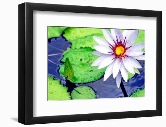 Water Lilly II-Jan Michael Ringlever-Framed Art Print