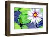 Water Lilly II-Jan Michael Ringlever-Framed Art Print