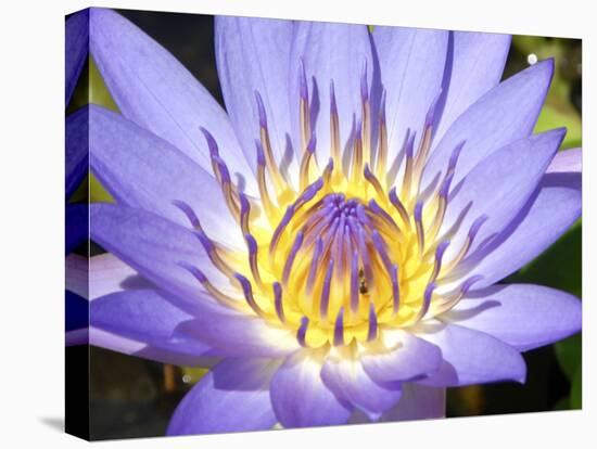 Water Lilly, Kansas, USA-Michael Scheufler-Stretched Canvas