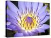 Water Lilly, Kansas, USA-Michael Scheufler-Stretched Canvas