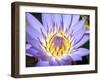 Water Lilly, Kansas, USA-Michael Scheufler-Framed Premium Photographic Print