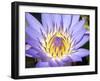 Water Lilly, Kansas, USA-Michael Scheufler-Framed Premium Photographic Print