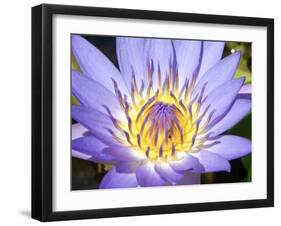 Water Lilly, Kansas, USA-Michael Scheufler-Framed Premium Photographic Print