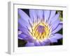 Water Lilly, Kansas, USA-Michael Scheufler-Framed Premium Photographic Print