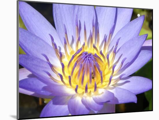 Water Lilly, Kansas, USA-Michael Scheufler-Mounted Premium Photographic Print