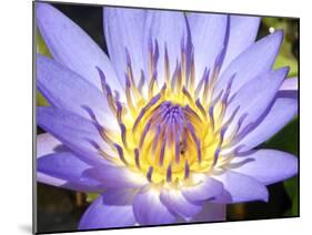 Water Lilly, Kansas, USA-Michael Scheufler-Mounted Premium Photographic Print