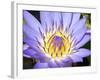 Water Lilly, Kansas, USA-Michael Scheufler-Framed Photographic Print