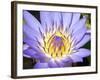 Water Lilly, Kansas, USA-Michael Scheufler-Framed Photographic Print