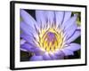 Water Lilly, Kansas, USA-Michael Scheufler-Framed Photographic Print