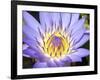 Water Lilly, Kansas, USA-Michael Scheufler-Framed Photographic Print