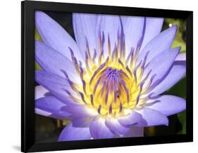 Water Lilly, Kansas, USA-Michael Scheufler-Framed Photographic Print