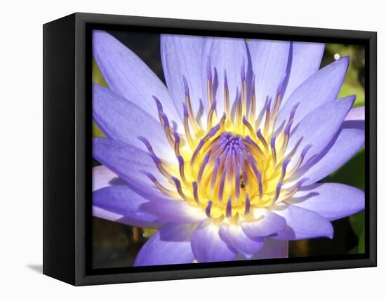 Water Lilly, Kansas, USA-Michael Scheufler-Framed Stretched Canvas