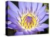 Water Lilly, Kansas, USA-Michael Scheufler-Stretched Canvas