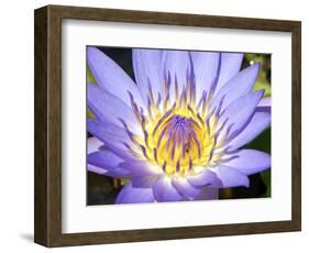 Water Lilly, Kansas, USA-Michael Scheufler-Framed Photographic Print