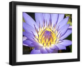 Water Lilly, Kansas, USA-Michael Scheufler-Framed Photographic Print