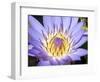 Water Lilly, Kansas, USA-Michael Scheufler-Framed Photographic Print