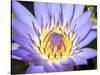 Water Lilly, Kansas, USA-Michael Scheufler-Stretched Canvas