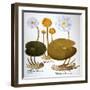 Water Lily, 1613-Besler Basilius-Framed Giclee Print