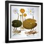 Water Lily, 1613-Besler Basilius-Framed Giclee Print