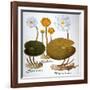 Water Lily, 1613-Besler Basilius-Framed Giclee Print