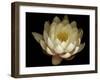 Water Lily A1: Yello & White Water Lily-Doris Mitsch-Framed Photographic Print