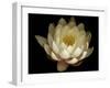 Water Lily A1: Yello & White Water Lily-Doris Mitsch-Framed Photographic Print