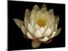 Water Lily A1: Yello & White Water Lily-Doris Mitsch-Mounted Photographic Print