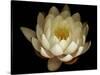 Water Lily A1: Yello & White Water Lily-Doris Mitsch-Stretched Canvas