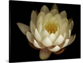 Water Lily A1: Yello & White Water Lily-Doris Mitsch-Stretched Canvas