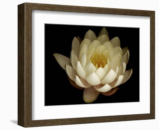 Water Lily A1: Yello & White Water Lily-Doris Mitsch-Framed Photographic Print