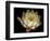 Water Lily A1: Yello & White Water Lily-Doris Mitsch-Framed Photographic Print