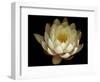 Water Lily A1: Yello & White Water Lily-Doris Mitsch-Framed Photographic Print