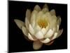 Water Lily A1: Yello & White Water Lily-Doris Mitsch-Mounted Photographic Print