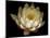 Water Lily A1: Yello & White Water Lily-Doris Mitsch-Mounted Photographic Print