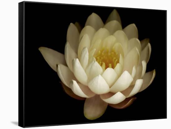 Water Lily A1: Yello & White Water Lily-Doris Mitsch-Framed Stretched Canvas