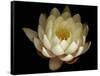 Water Lily A1: Yello & White Water Lily-Doris Mitsch-Framed Stretched Canvas