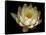 Water Lily A1: Yello & White Water Lily-Doris Mitsch-Framed Stretched Canvas