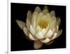 Water Lily A1: Yello & White Water Lily-Doris Mitsch-Framed Photographic Print