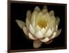 Water Lily A1: Yello & White Water Lily-Doris Mitsch-Framed Photographic Print