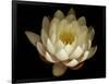 Water Lily A1: Yello & White Water Lily-Doris Mitsch-Framed Photographic Print