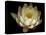 Water Lily A1: Yello & White Water Lily-Doris Mitsch-Stretched Canvas