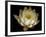 Water Lily A1: Yello & White Water Lily-Doris Mitsch-Framed Photographic Print