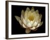 Water Lily A1: Yello & White Water Lily-Doris Mitsch-Framed Photographic Print