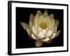 Water Lily A1: Yello & White Water Lily-Doris Mitsch-Framed Photographic Print