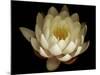 Water Lily A1: Yello & White Water Lily-Doris Mitsch-Mounted Photographic Print