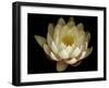 Water Lily A1: Yello & White Water Lily-Doris Mitsch-Framed Premium Photographic Print