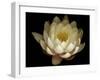 Water Lily A1: Yello & White Water Lily-Doris Mitsch-Framed Premium Photographic Print